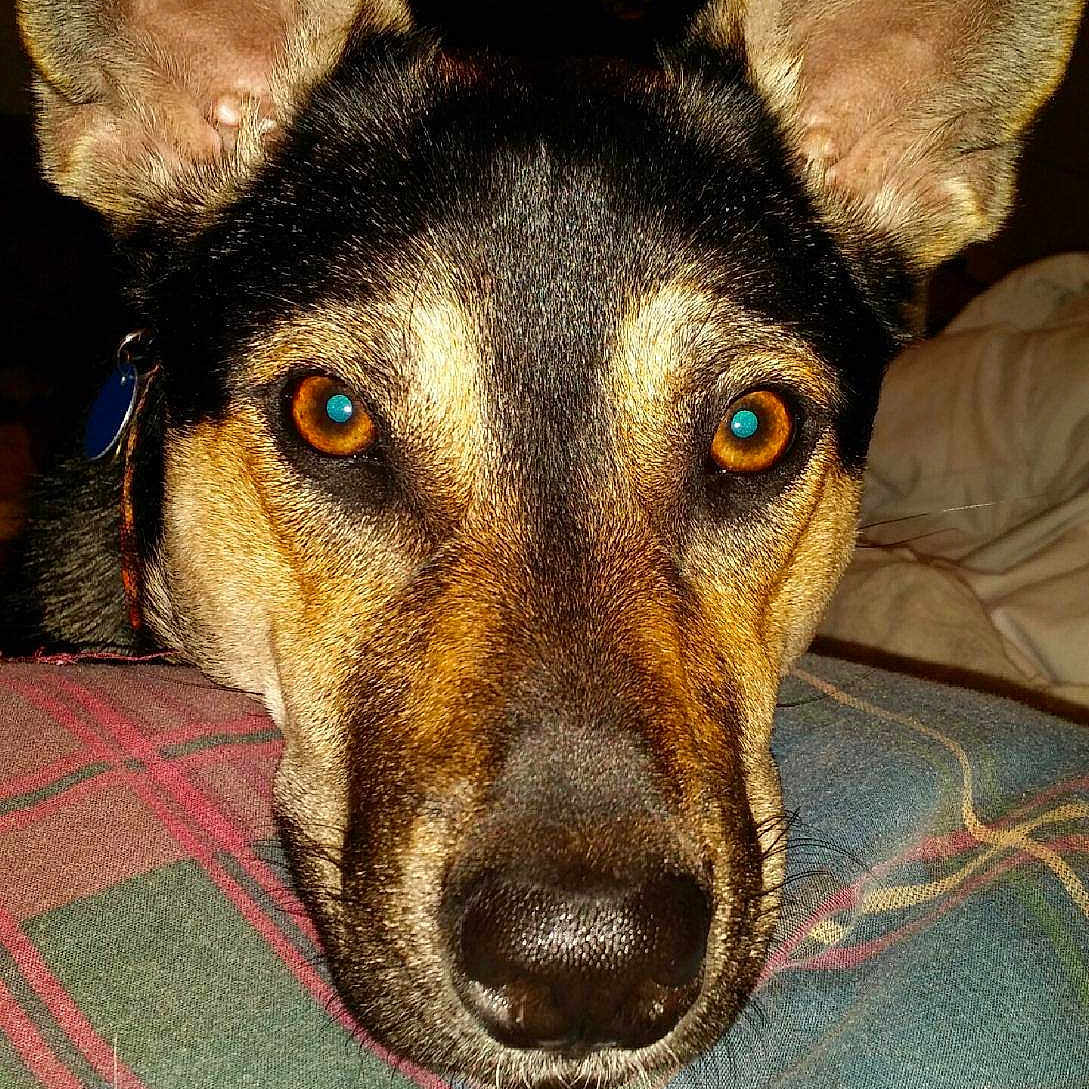 Lani