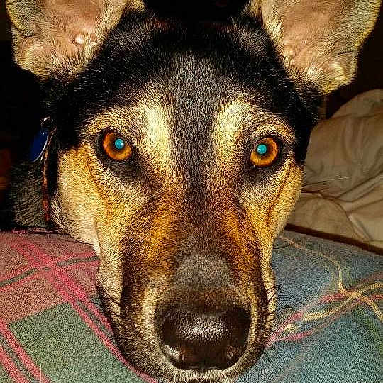 Lani