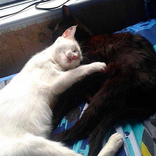 Midnight And Casper