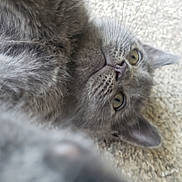 Dash joined the competition — help win amazing prizes! abyssinian, angora, animal, cat, kitten, manx, pet, siamese
