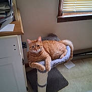 Pookie joined the competition — help win amazing prizes! cat, orange_tabby, cat_tree, indoor, window, blinds, cabinet, floor, tile_floor, pet, relaxed, feline, animal, corner, home, furniture, cozy, perch, domestic_cat, resting