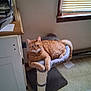 cat, orange_tabby, cat_tree, indoor, window, blinds, cabinet, floor, tile_floor, pet, relaxed, feline, animal, corner, home, furniture, cozy, perch, domestic_cat, resting