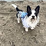 dog, black_and_white, beach, sand, outdoor, pet, animal, curious, cute, fur, canine, costume, playful, small_dog, ears_up, standing, looking_up, daytime, nature, adorable