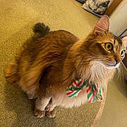 Tora joined the competition — help win amazing prizes! cat, feline, pet, brown_fur, fluffy, bow, festive, carpet, indoor, pillow, decor, animal, whiskers, alert, ears, curious, sitting, closeup, portrait, domestic_animal