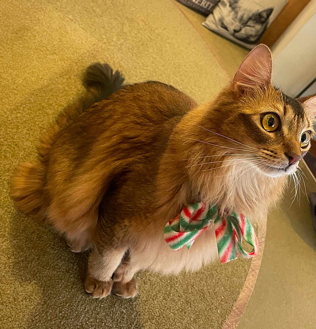 Tora joined the competition — help win amazing prizes! cat, feline, pet, brown_fur, fluffy, bow, festive, carpet, indoor, pillow, decor, animal, whiskers, alert, ears, curious, sitting, closeup, portrait, domestic_animal