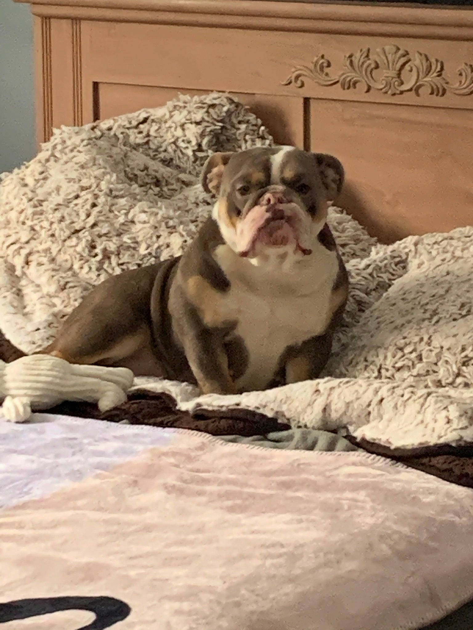 Luna joined the competition — help win amazing prizes! american_bulldog, australian_bulldog, british_bulldogs, bulldog, canidae, carnivore, companion_dog, dog, dog_breed, fawn, mammal, non_sporting_group, old_english_bulldog, olde_english_bulldogge, renascence_bulldogge, snout, toy_bulldog, vertebrate, white_english_bulldog