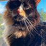 cat, fluffy, sunlight, window, blue_sky, whiskers, portrait, pet, feline, indoor, closeup, face, fur, ears, nature, daylight, domestic_animal, looking, cute, animal
