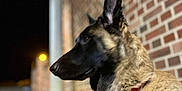 U'Belle a rejoint le concours — aidez-le/la à gagner de superbes lots ! accessories, animal, brick, canine, dog, germanshepherd, pet, policedog, puppy, snout, strap