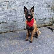 U'Belle a rejoint le concours — aidez-le/la à gagner de superbes lots ! accessories, animal, architecture, bandana, building, bulldog, canine, cobblestone, dog, flagstone, germanshepherd, headband, leash, path, pet, slate, strap, terrier, walkway, wall