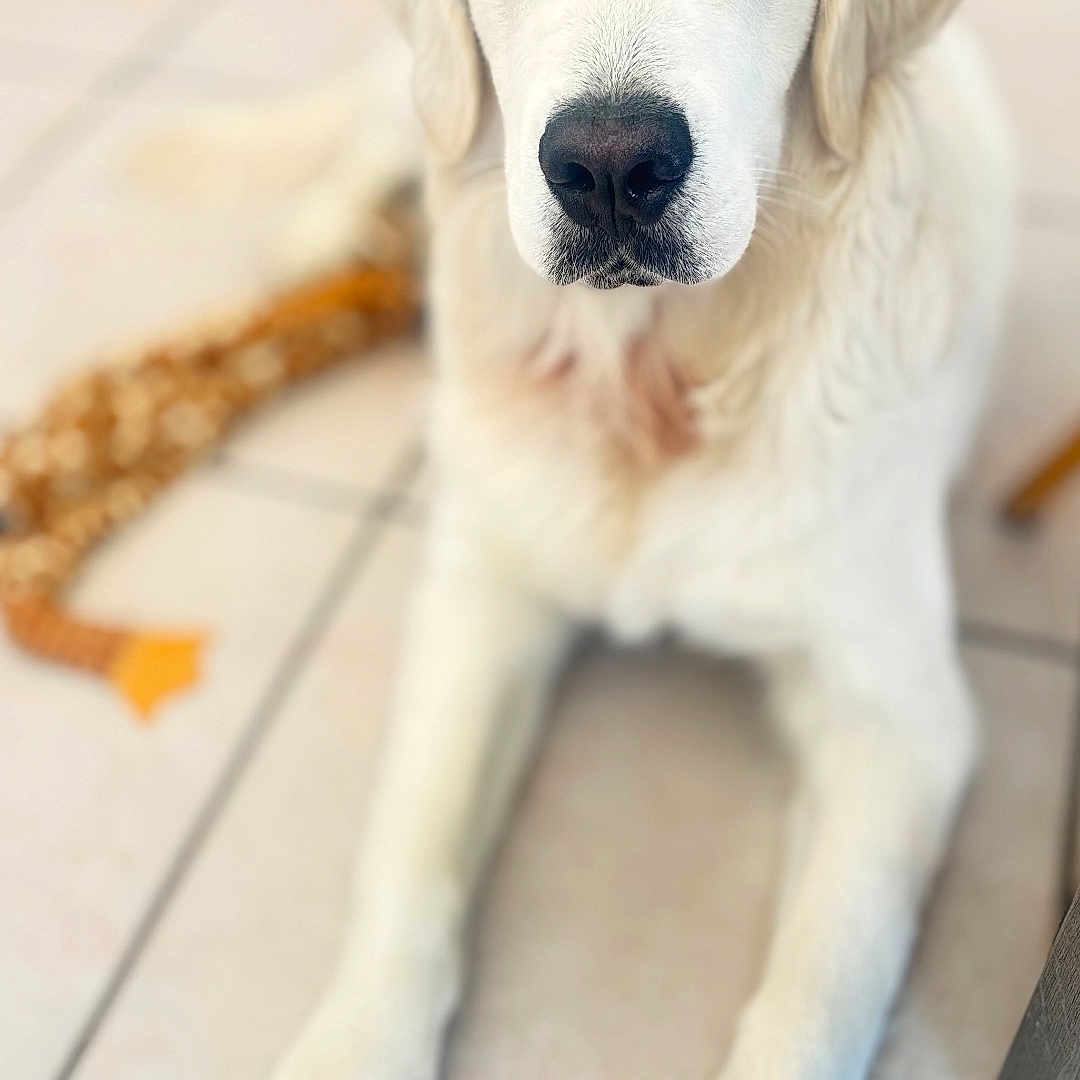 Valko Goldenhappy a rejoint le concours — aidez-le/la à gagner de superbes lots ! animal, calm, canine, closeup, companion, cute, dog, domestic_animal, floor, friend, fur, giraffe_toy, indoor, laying_down, paw, pet, portrait, tile_floor, toy, white_dog