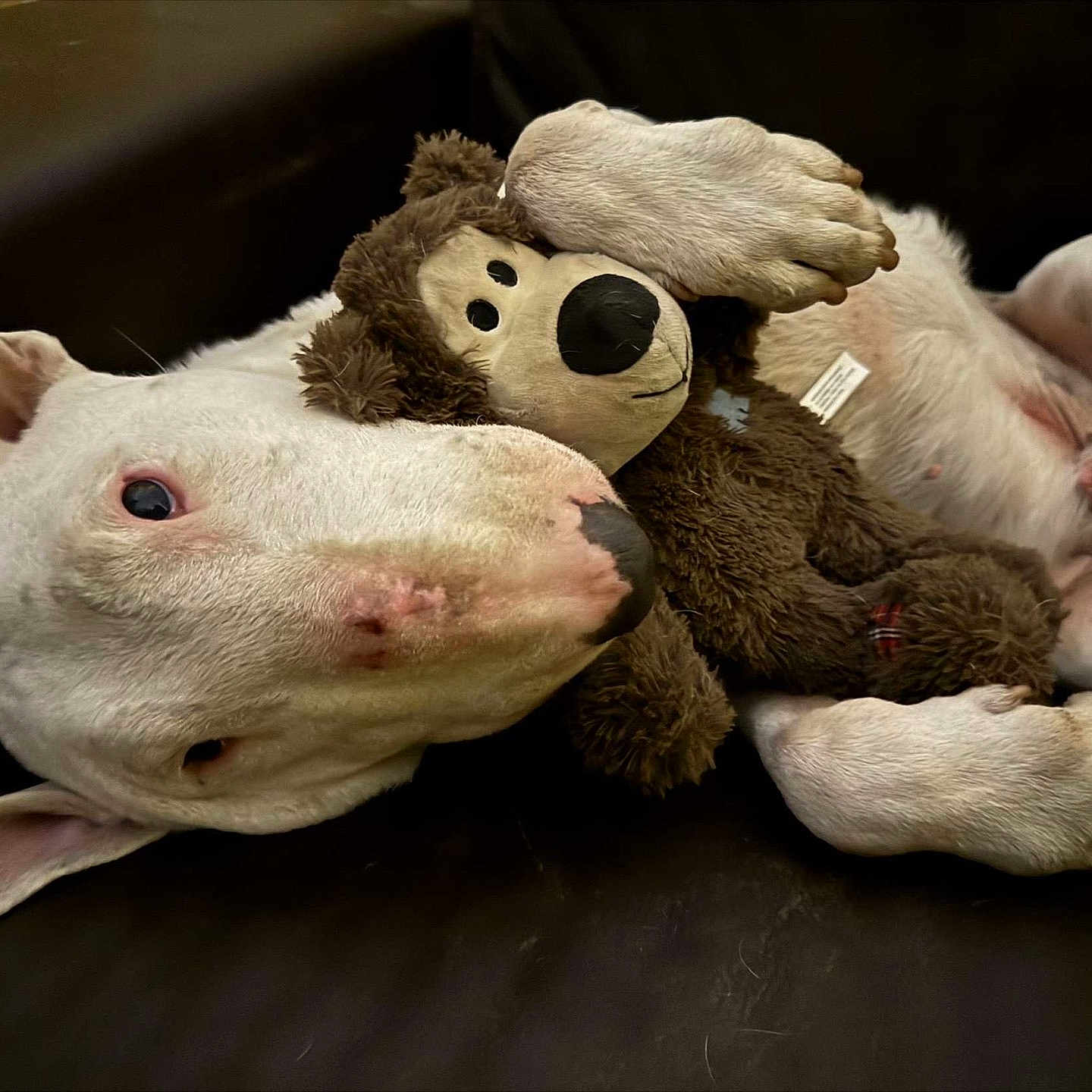 Opps participe au concours pour gagner de l'argent avec cette photo : animal, bear, bulldog, canine, couch, dog, furniture, hardwood, person, pet, pitbull, plush, puppy, rabbit, sleeping, snout, teddybear, terrier, toy, whitedog