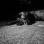 Indy participe au concours pour gagner de l'argent avec cette photo : dog, black_and_white, lying_down, night, shadow, texture, concrete, animal, pet, outdoor, dark, moody, portrait, canine, resting, alone, quiet, still_life, close_up, expression