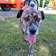 Indy a rejoint le concours — aidez-le/la à gagner de superbes lots ! dog, brindle, tongue, grass, outdoor, animal, pet, canine, walking, closeup, nature, daylight, vehicle, construction, playful, brown, black, ears, nose, eyes