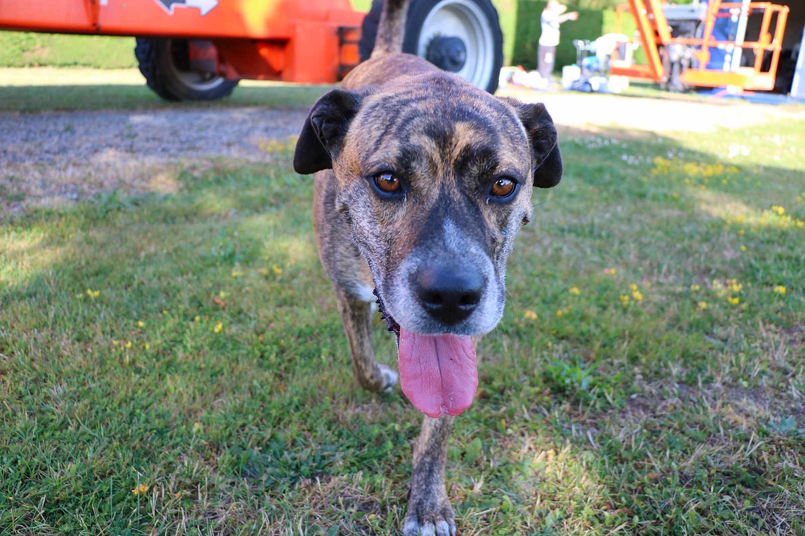 Indy a rejoint le concours — aidez-le/la à gagner de superbes lots ! dog, brindle, tongue, grass, outdoor, animal, pet, canine, walking, closeup, nature, daylight, vehicle, construction, playful, brown, black, ears, nose, eyes