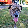 Indy participe au concours pour gagner de l'argent avec cette photo : dog, brindle, tongue, grass, outdoor, animal, pet, canine, walking, closeup, nature, daylight, vehicle, construction, playful, brown, black, ears, nose, eyes