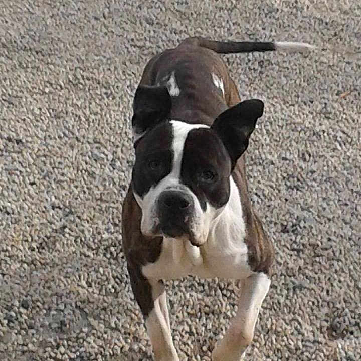 Enzo