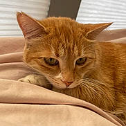 Khloe joined the competition — help win amazing prizes! cat, ginger_cat, close_up, resting, whiskers, bed, blanket, soft_light, indoor, pet, feline, ears, nose, fur, sleepy, cozy, comfort, relaxed, animal, portrait