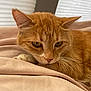 cat, ginger_cat, close_up, resting, whiskers, bed, blanket, soft_light, indoor, pet, feline, ears, nose, fur, sleepy, cozy, comfort, relaxed, animal, portrait