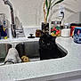 cat, black_cat, sink, kitchen, countertop, dish_soap, plant, jar, candy, mug, faucet, towel, sponge, wall_outlet, indoor, pet, domestic, curious, clean, household