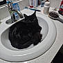 Carrot is registered to the contest to win money with this photo: cat, black_cat, sink, bathroom, countertop, toiletries, hairbrush, faucet, mirror, bottle, tube, medicine, relaxed, curled_up, indoor, pet, fur, domestic_cat, resting, white_sink