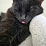 Carrot joined the competition — help win amazing prizes! black_cat, cat, pet, sleeping, tongue_out, fluffy, fur, cozy, blanket, soft, close_up, whiskers, cute, animal, domestic_cat, resting, indoor, feline, relaxed, adorable