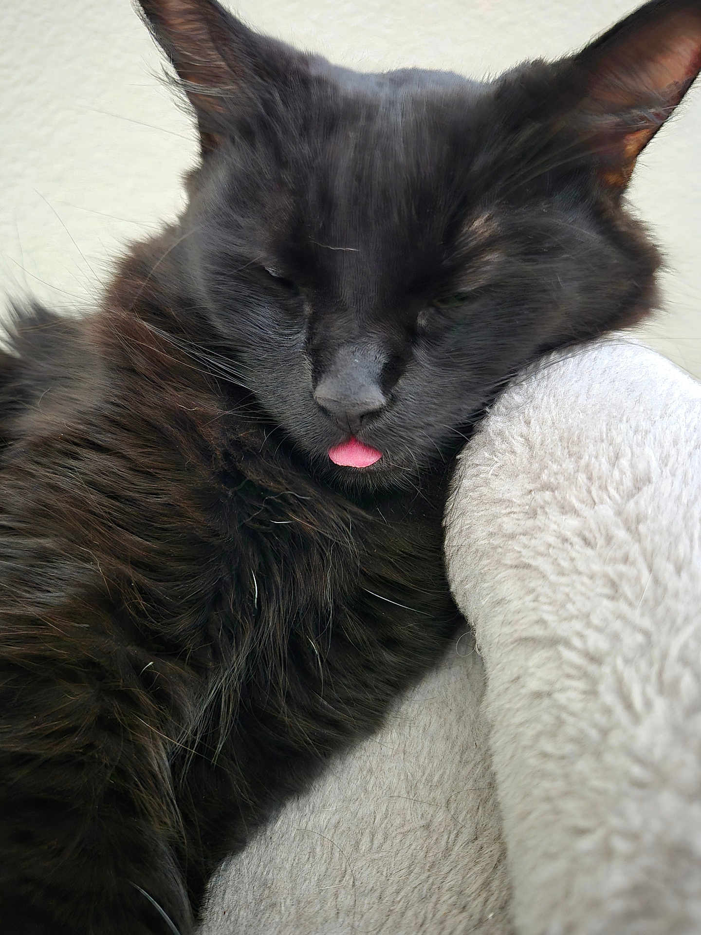 Carrot joined the competition — help win amazing prizes! black_cat, cat, pet, sleeping, tongue_out, fluffy, fur, cozy, blanket, soft, close_up, whiskers, cute, animal, domestic_cat, resting, indoor, feline, relaxed, adorable