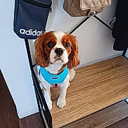Voxy participe au concours pour gagner de l'argent avec cette photo : bags, bench, black_bag, blue_harness, brown_bag, cavalier_king_charles_spaniel, coat_rack, curious, dog, ears, eyes, floor, fur, indoor, leash, looking_up, nose, pet, white_wall, wooden_bench