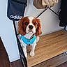 bags, bench, black_bag, blue_harness, brown_bag, cavalier_king_charles_spaniel, coat_rack, curious, dog, ears, eyes, floor, fur, indoor, leash, looking_up, nose, pet, white_wall, wooden_bench