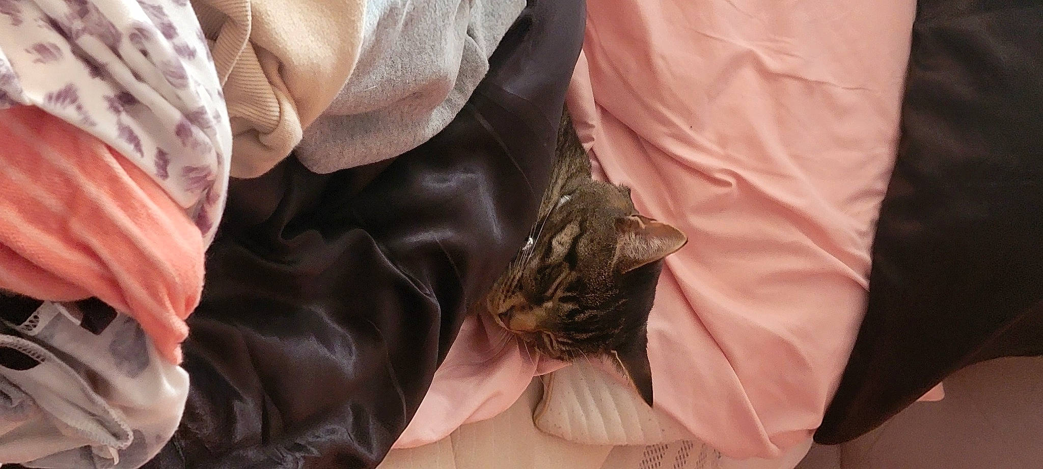 Tesla joined the competition — help win amazing prizes! bat, carnivore, cat, claw, comfort, domestic_short_haired_cat, feather, felidae, finger, fur, gesture, nail, sleeve, small_to_medium_sized_cats, whiskers, wildlife, wildlife_biologist, wrinkle