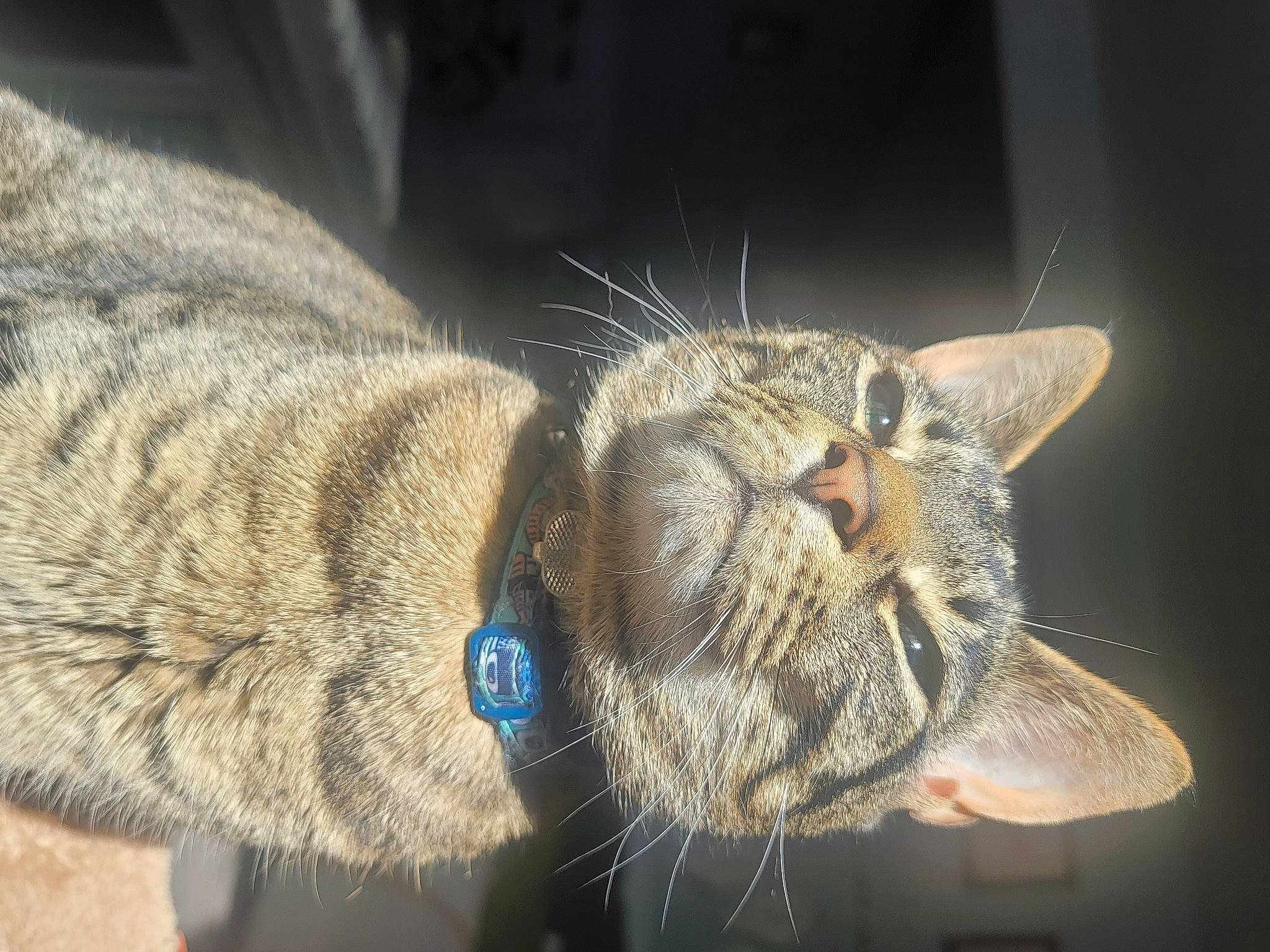 Tesla is registered to the contest to win money with this photo: carnivore, cat, claw, devon_rex, domestic_short_haired_cat, ear, electric_blue, eye, felidae, fur, human_body, macro_photography, paw, small_to_medium_sized_cats, snout, tail, terrestrial_animal, whiskers, wildlife, wrinkle