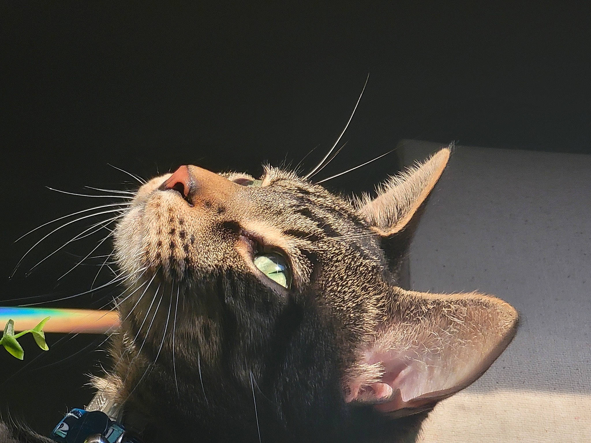 Tesla joined the competition — help win amazing prizes! carnivore, cat, close_up, domestic_short_haired_cat, fang, felidae, flowerpot, foot, fur, macro_photography, paw, small_to_medium_sized_cats, snout, terrestrial_animal, whiskers, wildlife, window, yawn