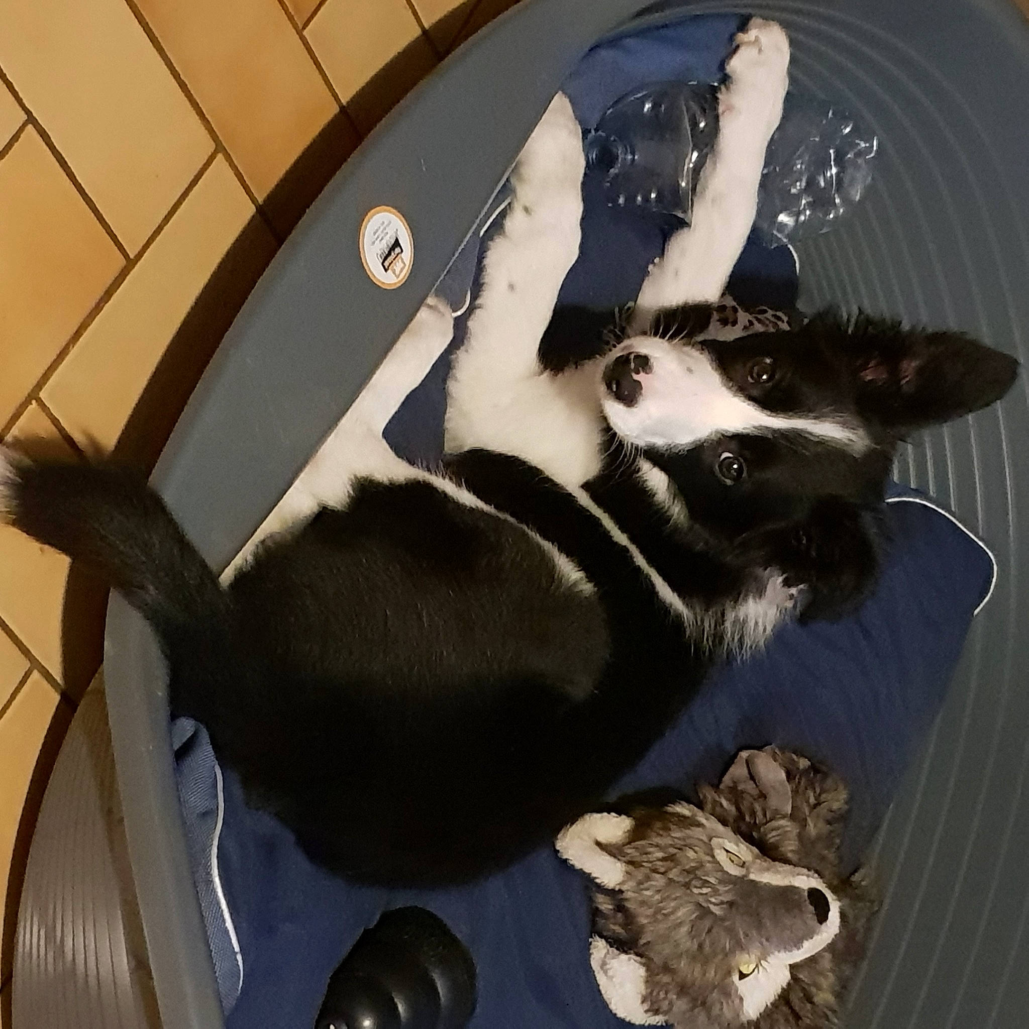 Punky a rejoint le concours — aidez-le/la à gagner de superbes lots ! art, canidae, carnivore, comfort, companion_dog, dog, dog_breed, dog_collar, fashion_accessory, fawn, felidae, fur, paw, personal_protective_equipment, small_to_medium_sized_cats, snout, sporting_group, tail, whiskers, working_animal