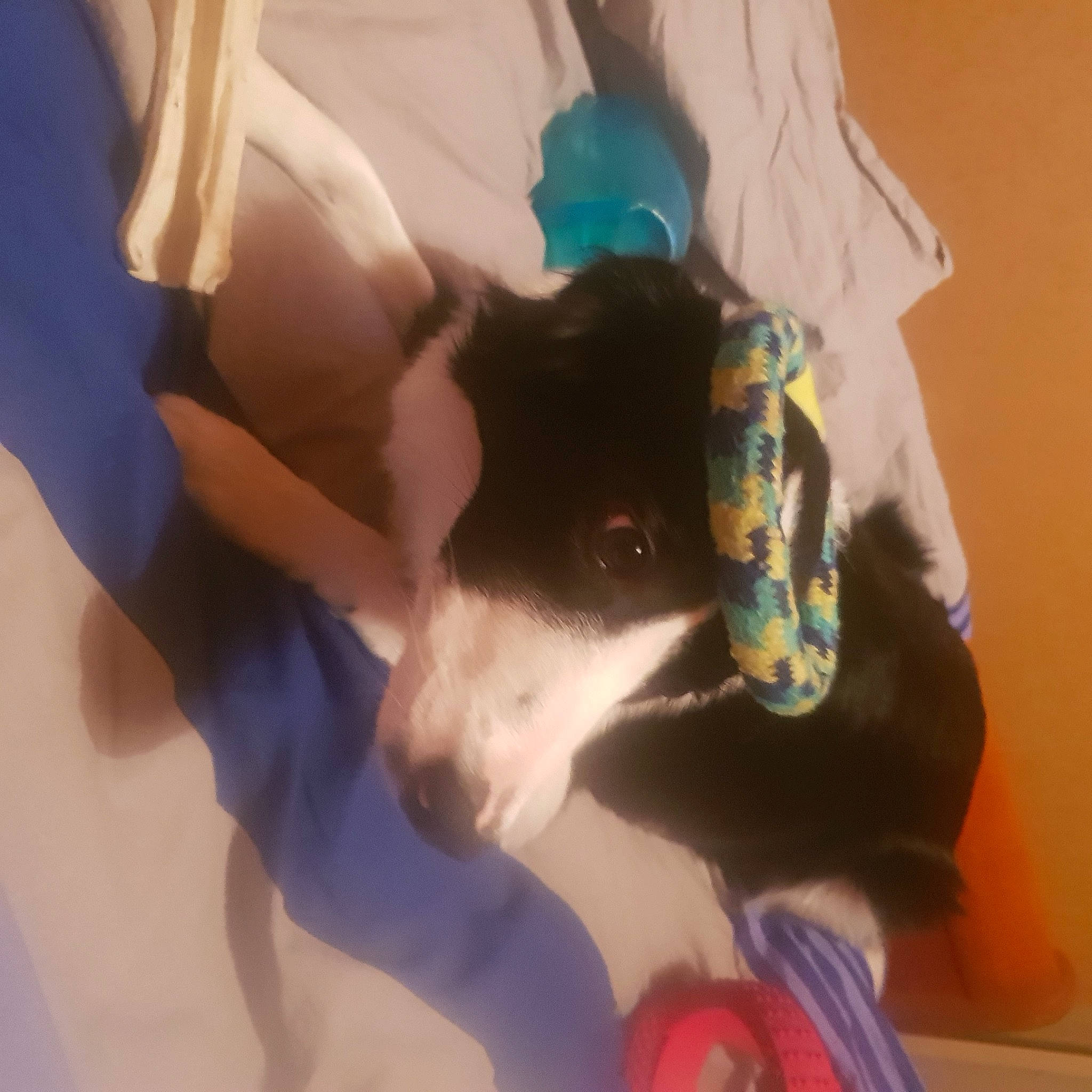 Punky participe au concours pour gagner de l'argent avec cette photo : ball, carnivore, comfort, companion_dog, dog, dog_breed, fawn, fur, human_leg, knee, pet_supply, sporting_group, tail, thigh, working_animal, wrist