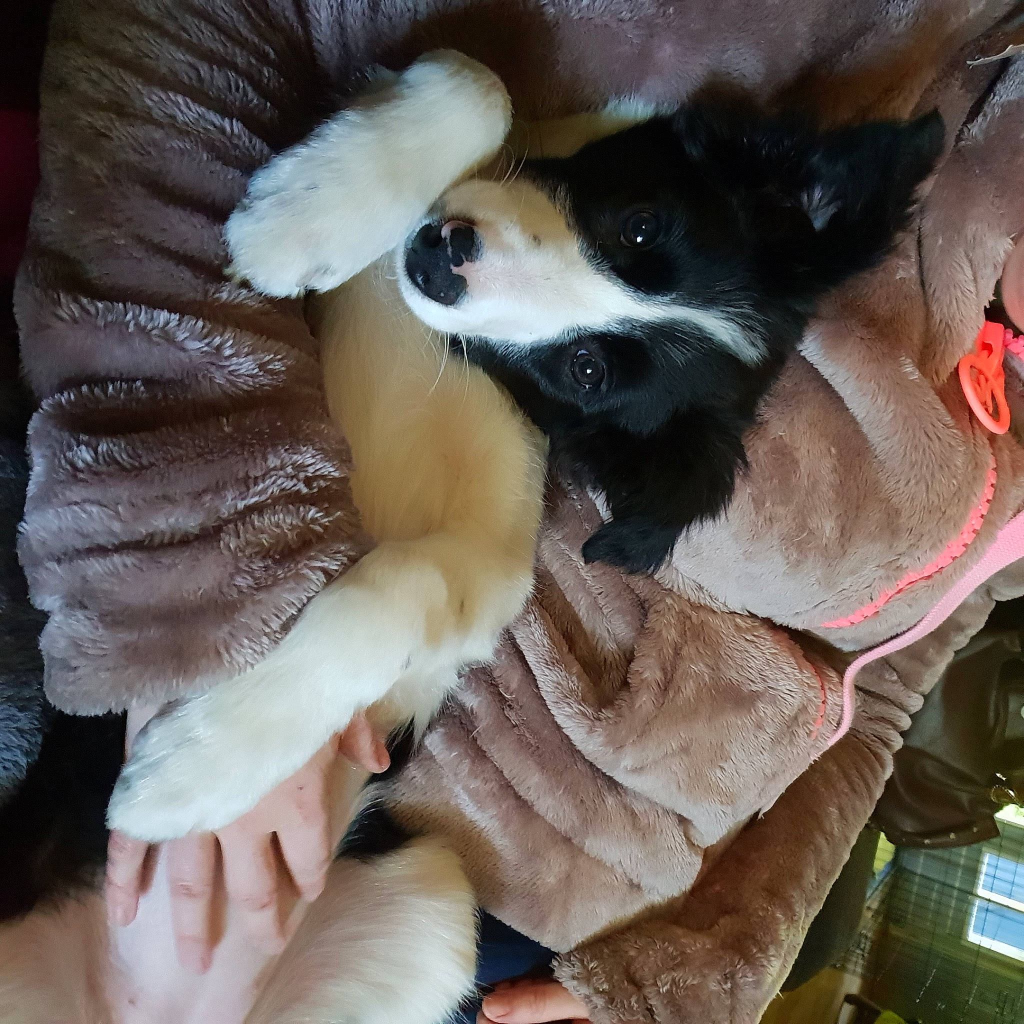 Punky participe au concours pour gagner de l'argent avec cette photo : canidae, carnivore, collar, comfort, companion_dog, dog, dog_breed, fashion_accessory, fawn, felidae, fur, fur_clothing, gesture, glove, nail, paw, small_to_medium_sized_cats, snout, sporting_group, whiskers