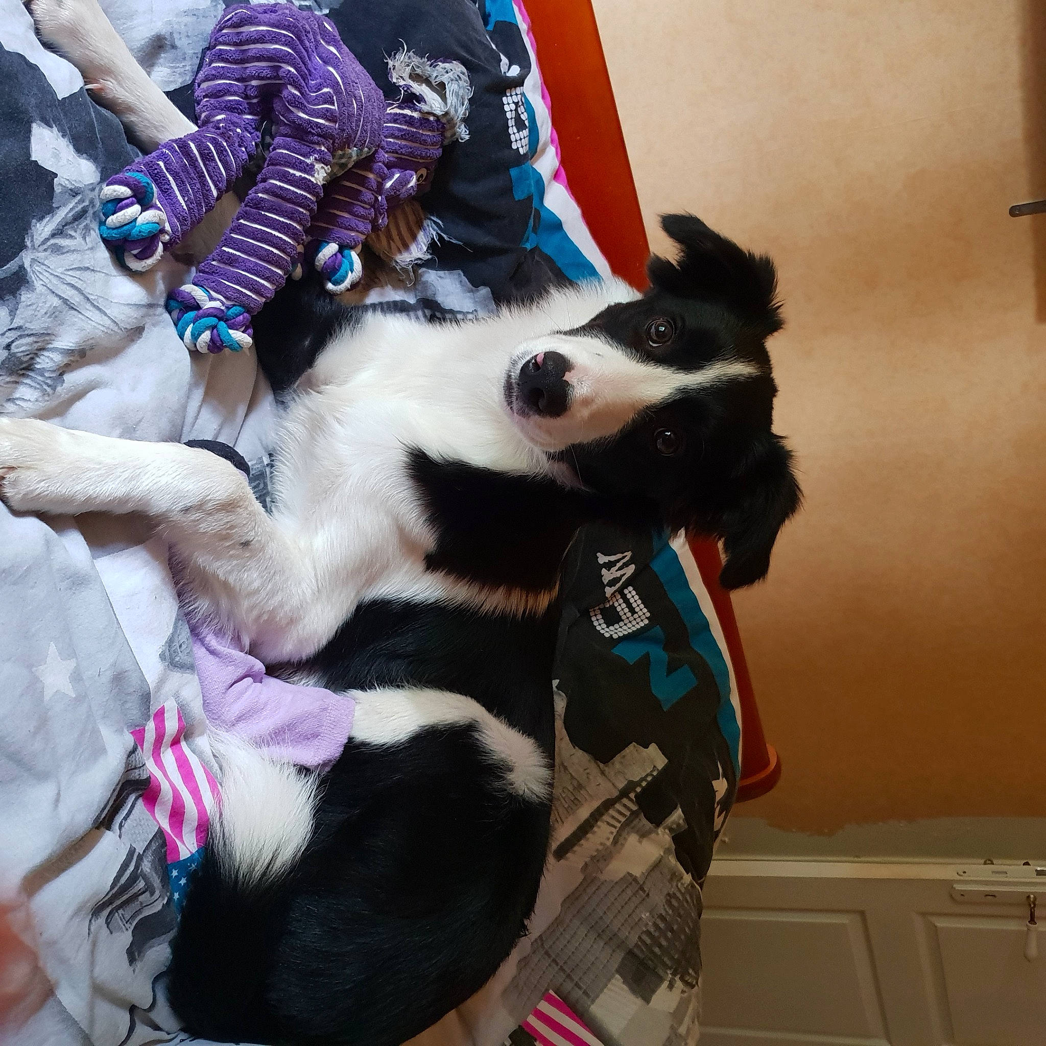 Punky participe au concours pour gagner de l'argent avec cette photo : canidae, carmine, carnivore, collar, companion_dog, dog_breed, dog_clothes, dog_supply, felidae, fur, fur_clothing, leash, magenta, non_sporting_group, paw, plush, purple, small_to_medium_sized_cats, sporting_group, tail