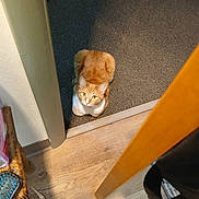 Tink joined the competition — help win amazing prizes! cat, orange_cat, white_paws, pet, animal, indoors, doorway, carpet, wood_floor, chair, chair_leg, grooming_brush, brush, home, hallway, sitting, looking_up, fluffy, tabby, candid_photo