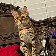 Hers is registered to the contest to win money with this photo: animal, bengal_cat, brown, cat, closeup, decor, domestic, feline, headboard, household_items, indoor, makeup_brushes, pet, portrait, red_cloth, sitting, striped, tabletop, window_blinds, wooden_surface