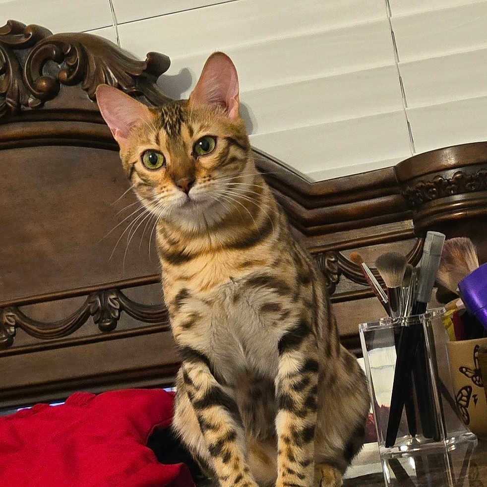 Hers is registered to the contest to win money with this photo: animal, bengal_cat, brown, cat, closeup, decor, domestic, feline, headboard, household_items, indoor, makeup_brushes, pet, portrait, red_cloth, sitting, striped, tabletop, window_blinds, wooden_surface
