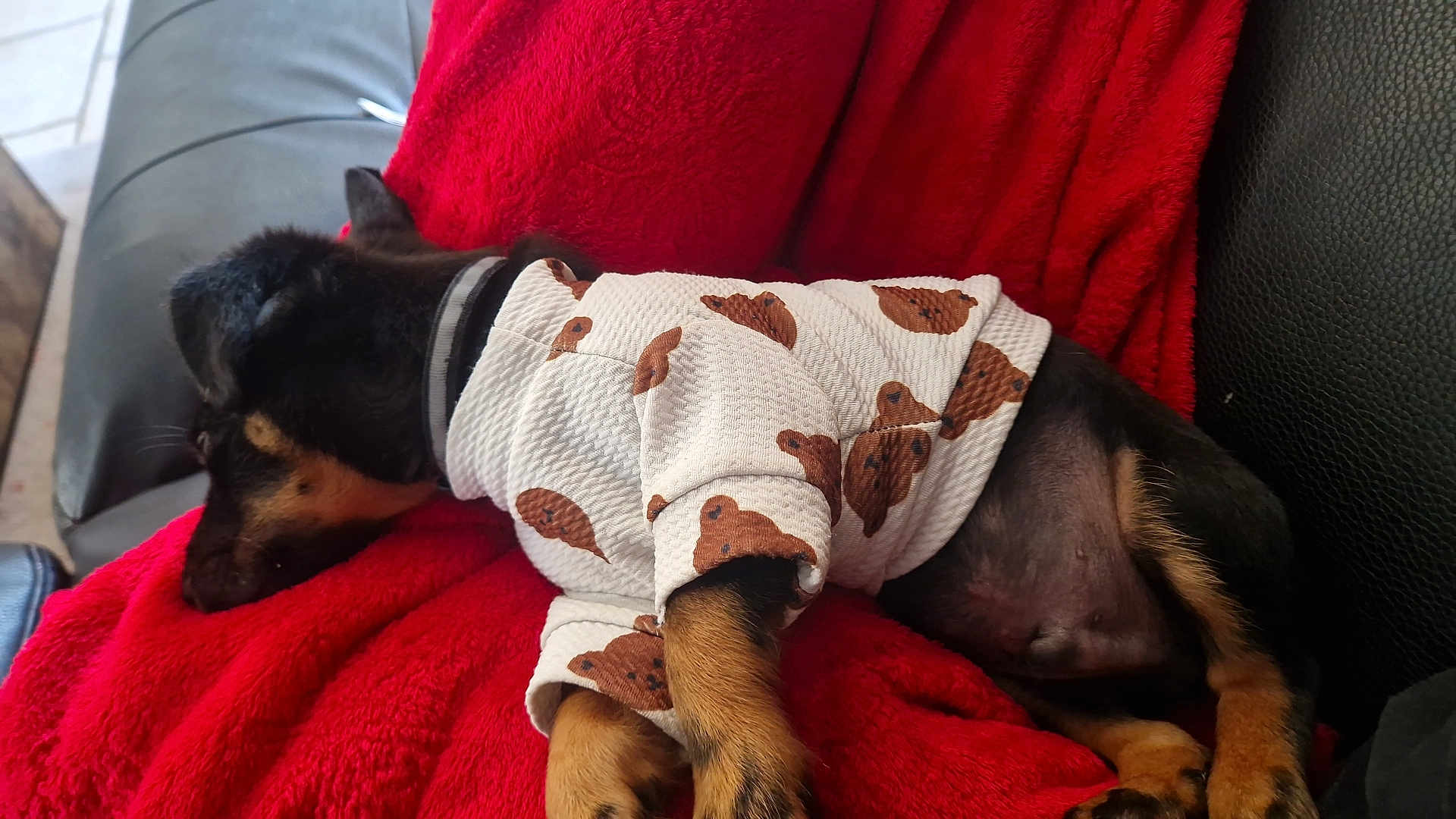Dean participe au concours pour gagner de l'argent avec cette photo : dog, puppy, sleeping, blanket, red, sweater, teddy_bear_pattern, cozy, indoor, pet, fur, black_and_tan, relaxing, cute, animal, canine, resting, clothing, comfort, couch