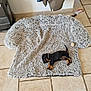 Dean participe au concours pour gagner de l'argent avec cette photo : puppy, dog, jacket, coat, floor, tile, clothing, fur, small_dog, lying_down, indoor, home, colorful, pattern, dinosaur, black_dog, brown_dog, relaxed, pet, warm