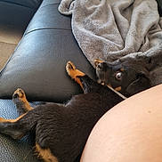 Dean participe au concours pour gagner de l'argent avec cette photo : puppy, dog, black_and_tan, couch, leather, blanket, gray_blanket, pet, indoor, fur, relaxed, looking_back, curious, young_dog, companion, domestic_animal, paw, snout, resting, human_leg
