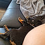 puppy, dog, black_and_tan, couch, leather, blanket, gray_blanket, pet, indoor, fur, relaxed, looking_back, curious, young_dog, companion, domestic_animal, paw, snout, resting, human_leg