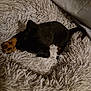 Dean participe au concours pour gagner de l'argent avec cette photo : puppy, dog, black, brown, fur, pet, animal, cute, shaggy_rug, cozy, sleeping, small, indoor, resting, tail, paw, soft_texture, carpet, domestic, companion