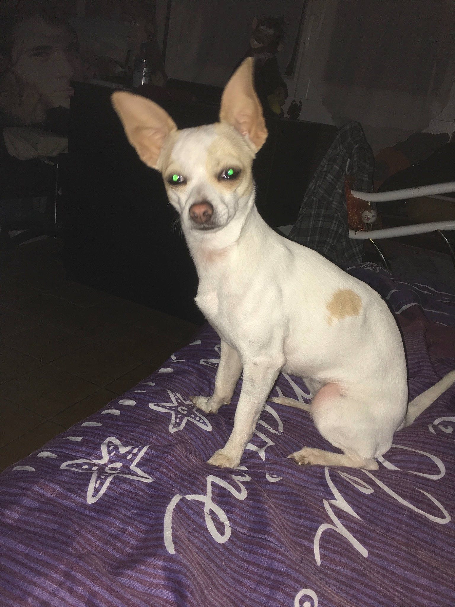 Chipe
