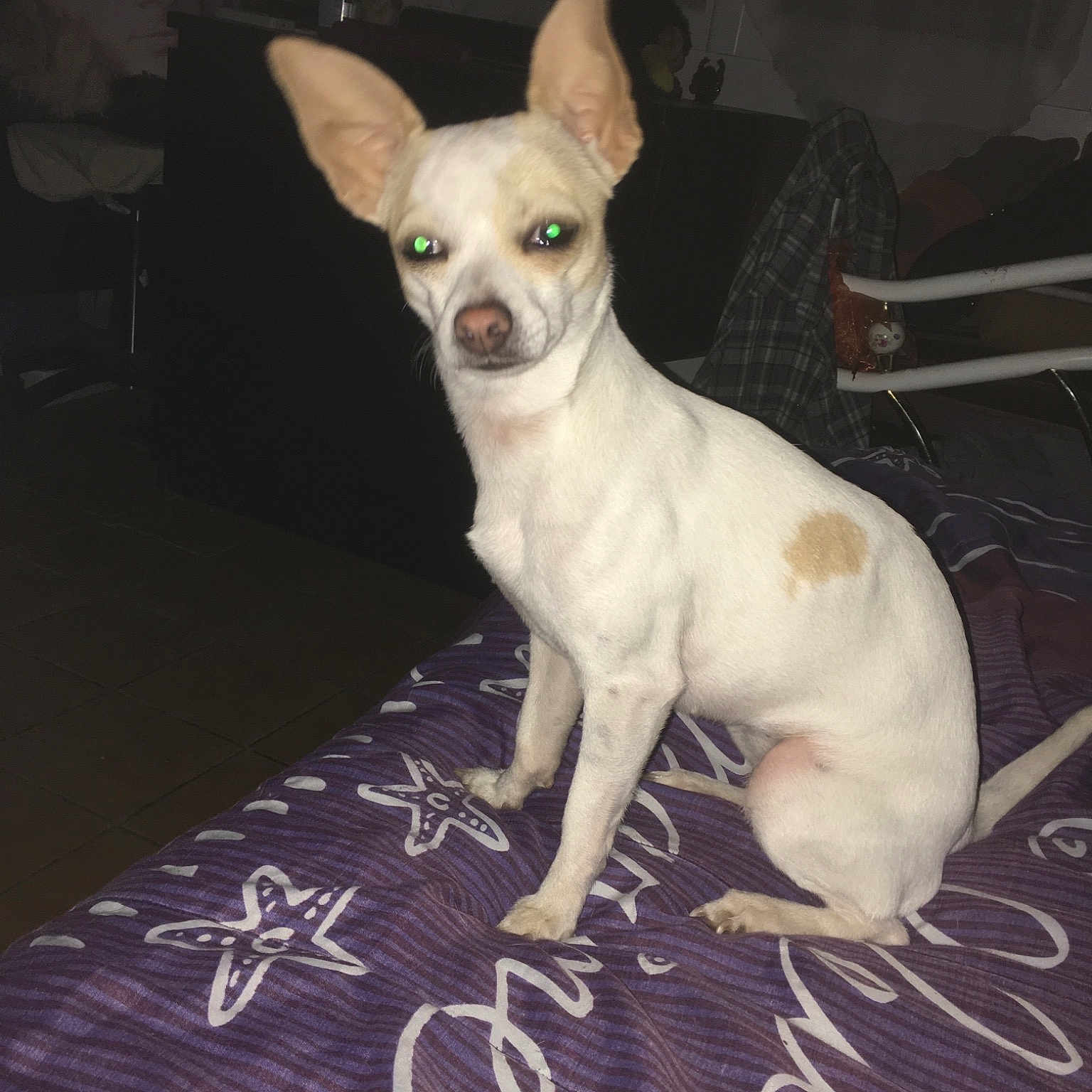 Chipe