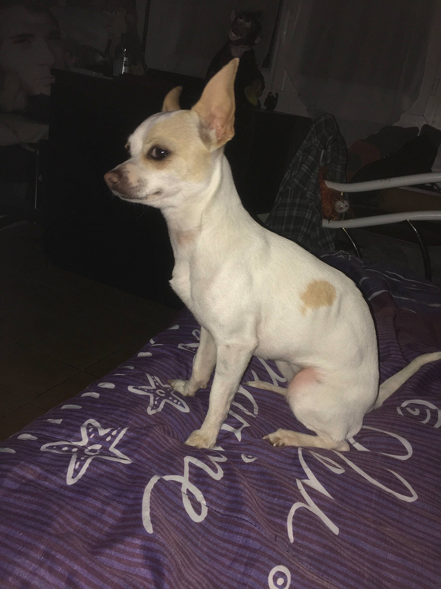 Chipie