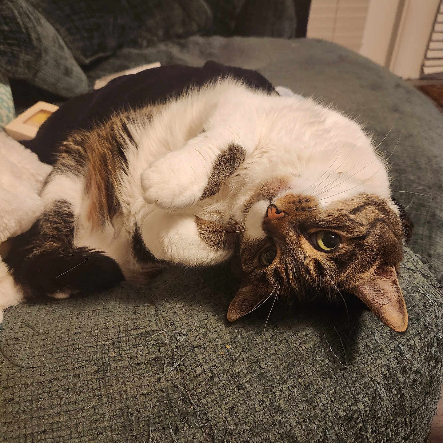 Bb