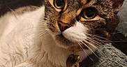 Bb is registered to the contest to win money with this photo: animal, bell, blanket, cat, close_up, collar, cozy, curious, fur, green_eyes, indoor, paw, pet, portrait, relaxed, tabby, tag, texture, whiskers, white_chest