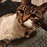 animal, bell, blanket, cat, close_up, collar, cozy, curious, fur, green_eyes, indoor, paw, pet, portrait, relaxed, tabby, tag, texture, whiskers, white_chest