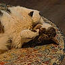 Bb joined the competition — help win amazing prizes! animal, cat, close_up, colorful_rug, cozy, cute, domestic_cat, fur, indoor, lying_down, mammal, paws, pet, relaxed, resting, sleepy, tabby, texture, whiskers, white_fur